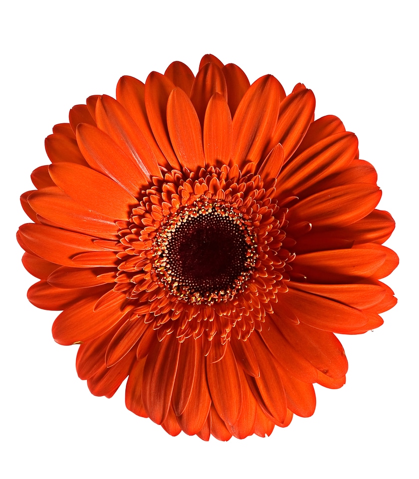 Red gerbera
