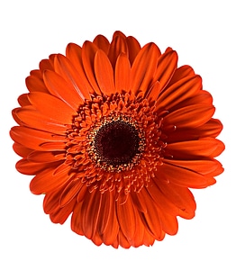 Red gerbera photo