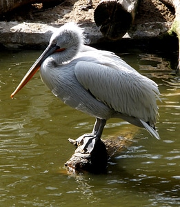 Bill plumage water