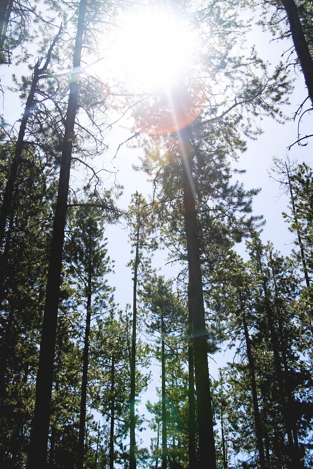Sunlight