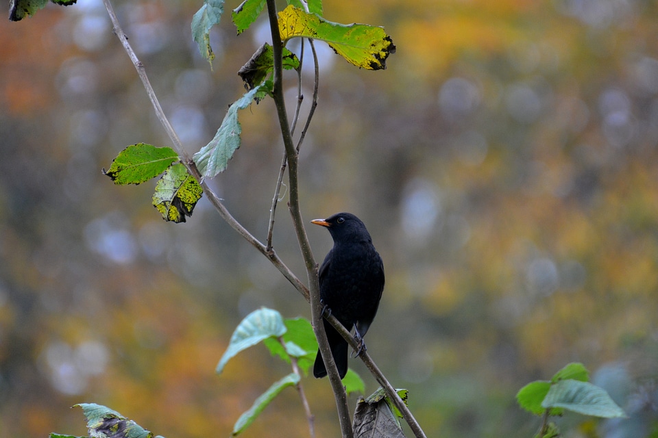 Nature black animal