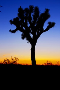 Cactus in the dark