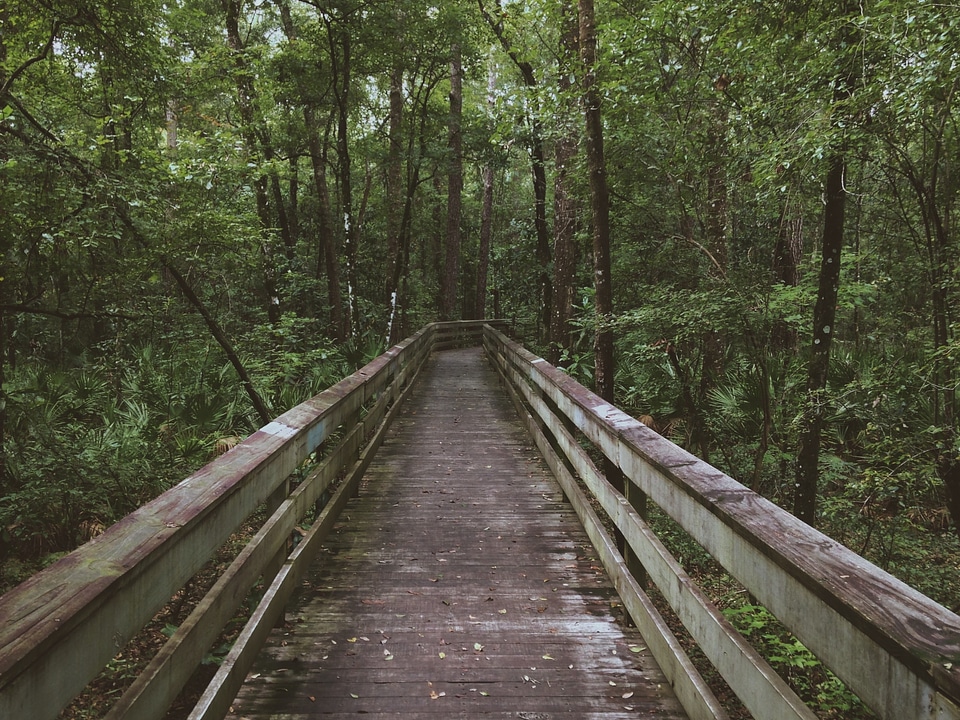 The Bridge in the woods photo