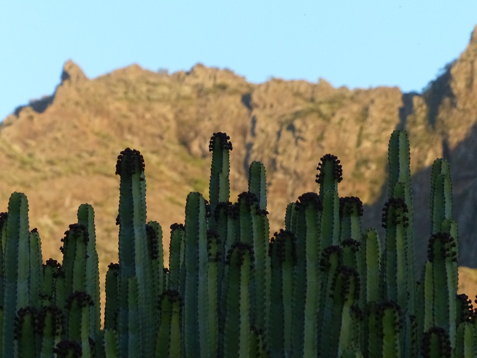 Spurge euphorbia spurge family