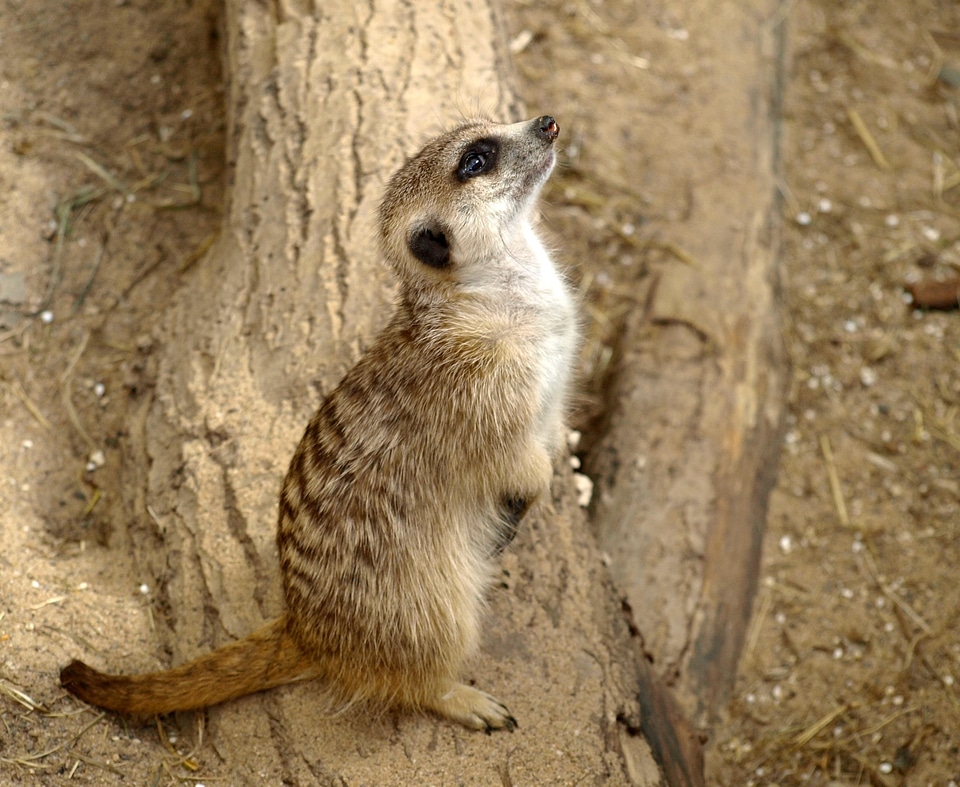 Nature cute curious