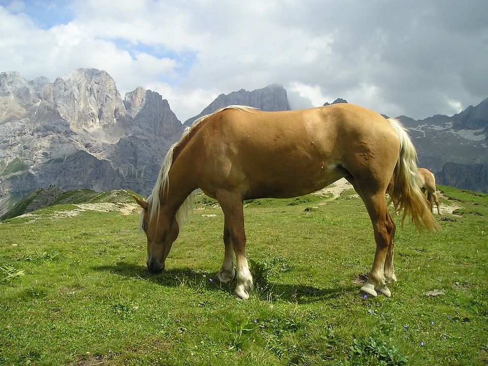 Brown haflinger mare