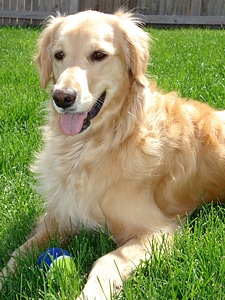 Pet animal cute