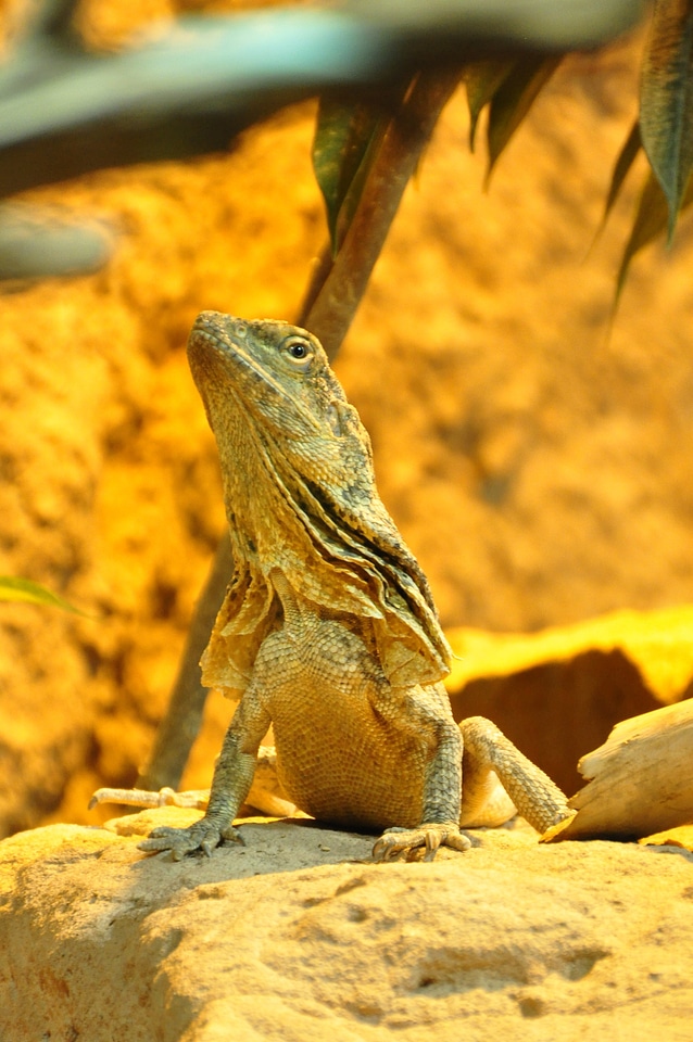 Reptile animal nature