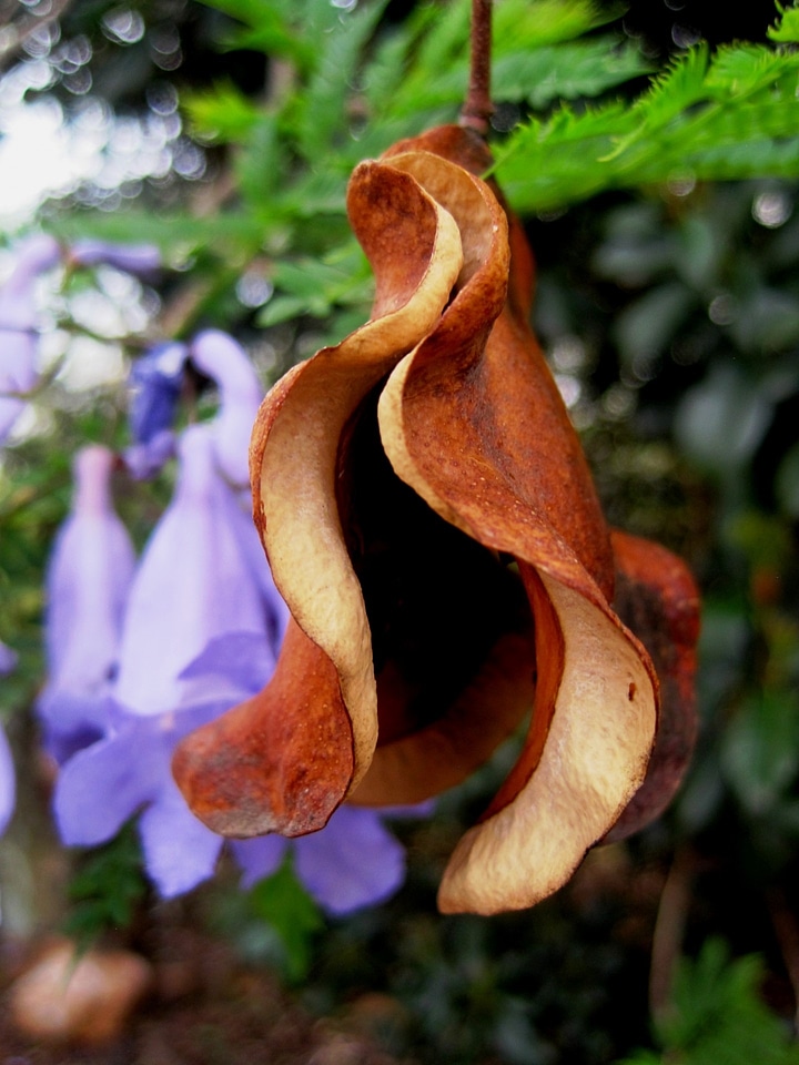 Seedpod brown floral