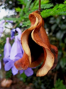 Seedpod brown floral