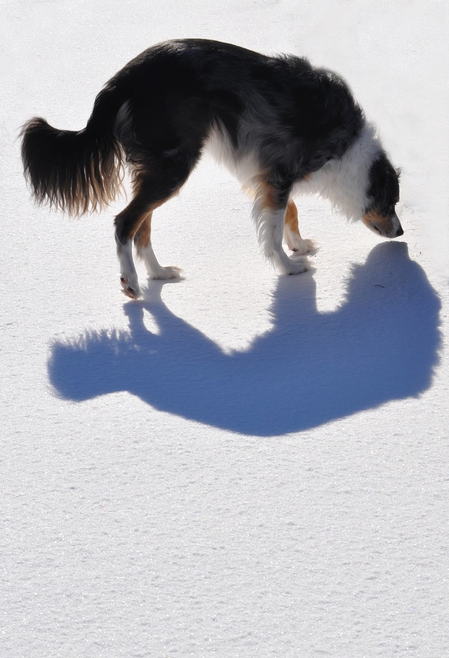 Australian shepard pet puppy
