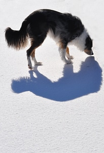 Australian shepard pet puppy photo