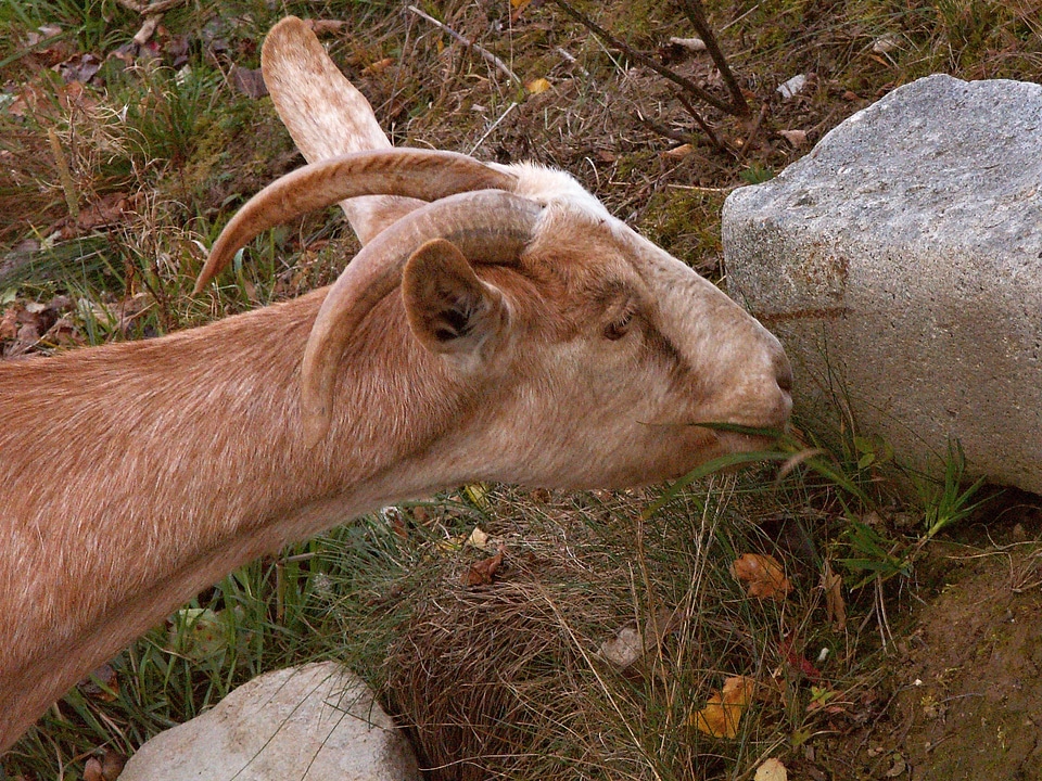 Brown mammals animal