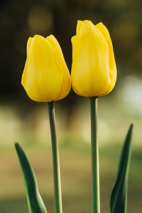 Tulips photo