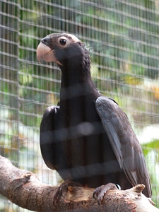 Curious awakened coracopsis vasa