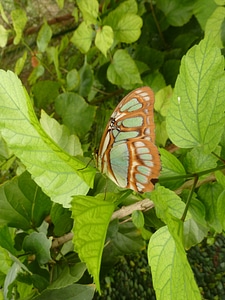 Nature leaf leaves