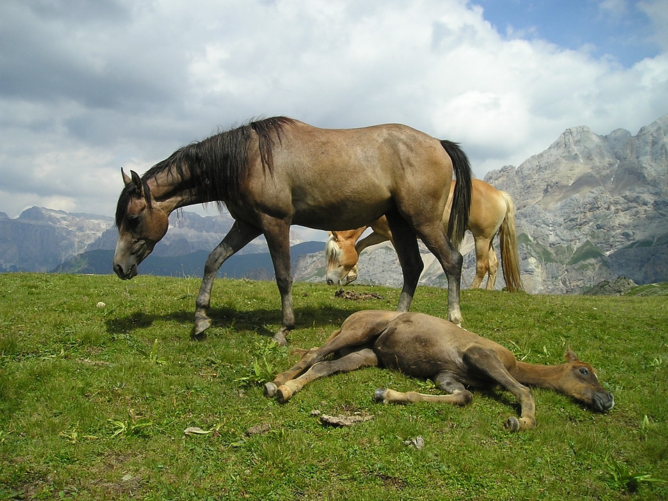 Family pasture brown