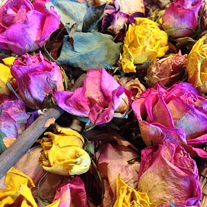 Rose bloom flower flowers