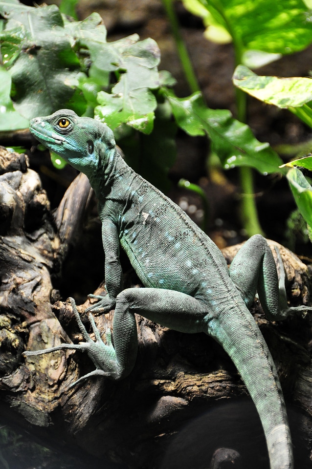Spring thicket basilisk iguana reptile