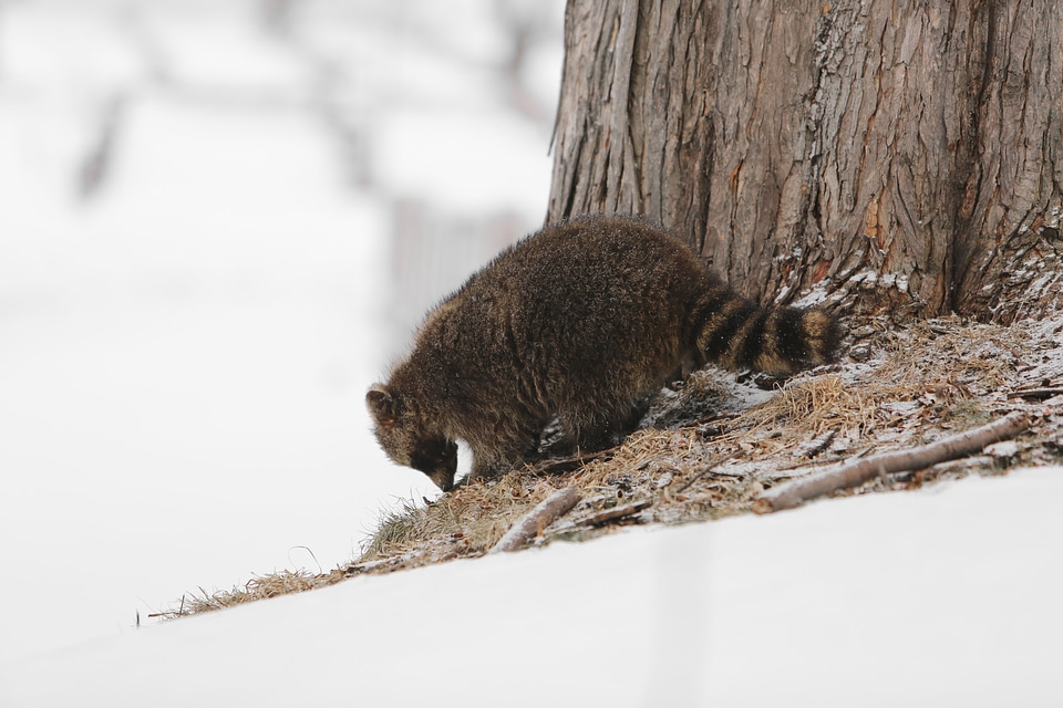 Raccoon in the jungle