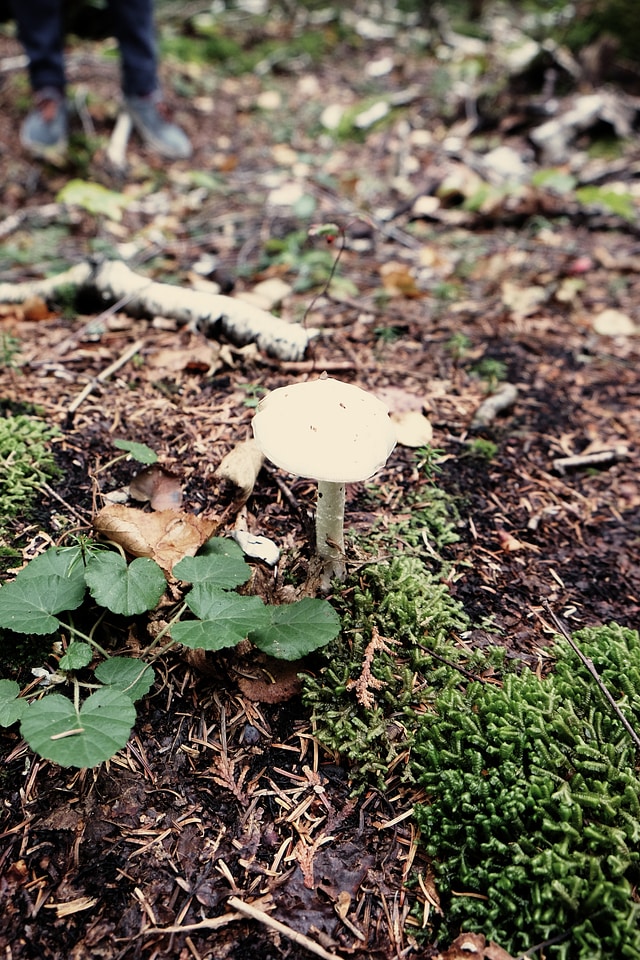 Mushroom in autumn photo