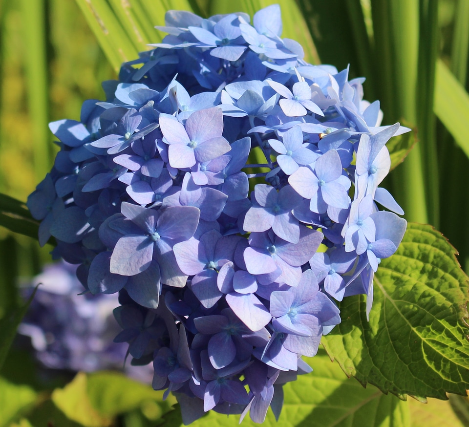 Blue shrub plant detail photo