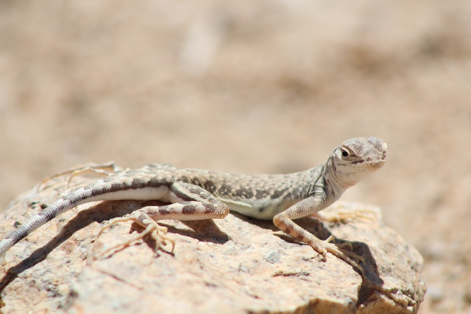 Lizard