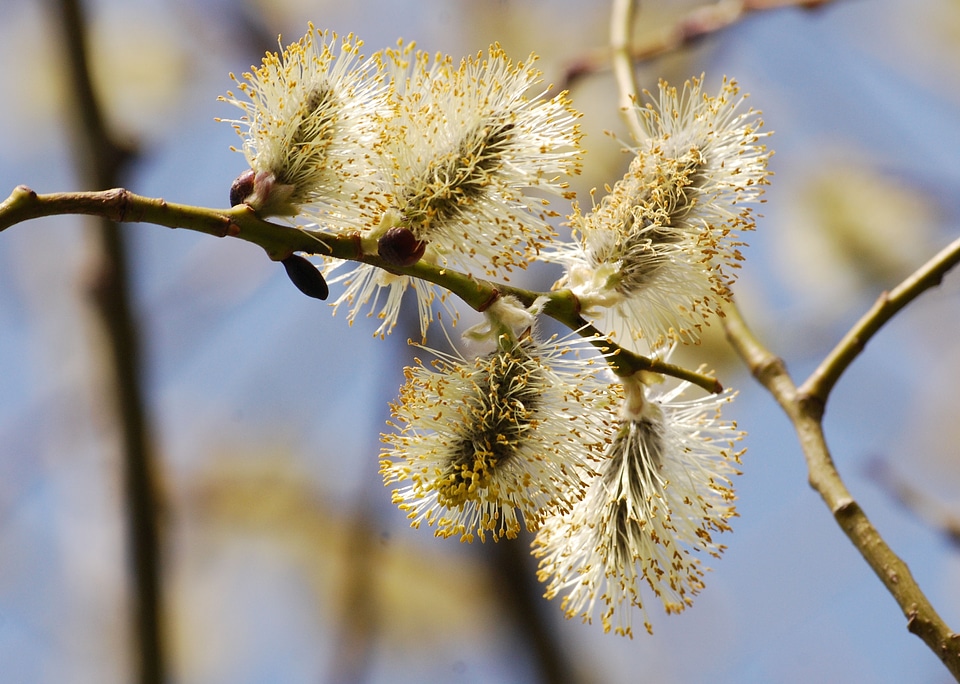 Catkin salix close-up