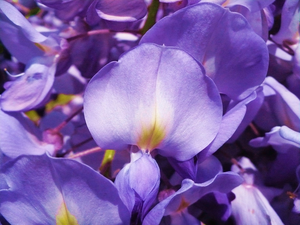 Purple flower acacia