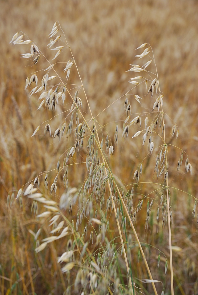 Plant natural botanical
