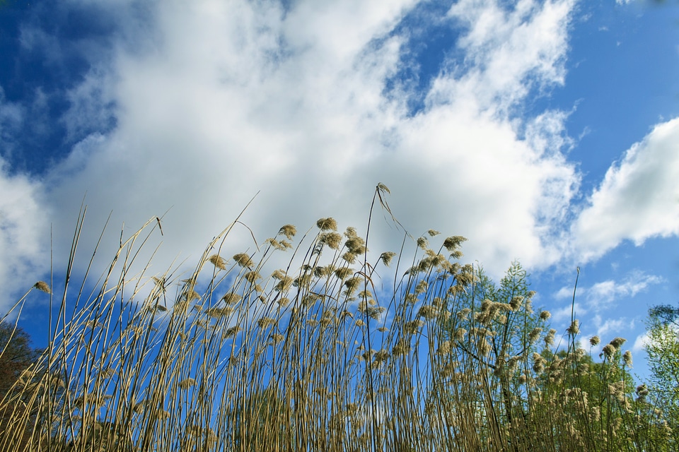 Teichplanze marsh plant clouds