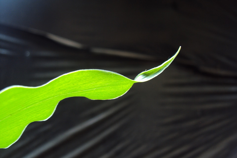 Nature plant medicine