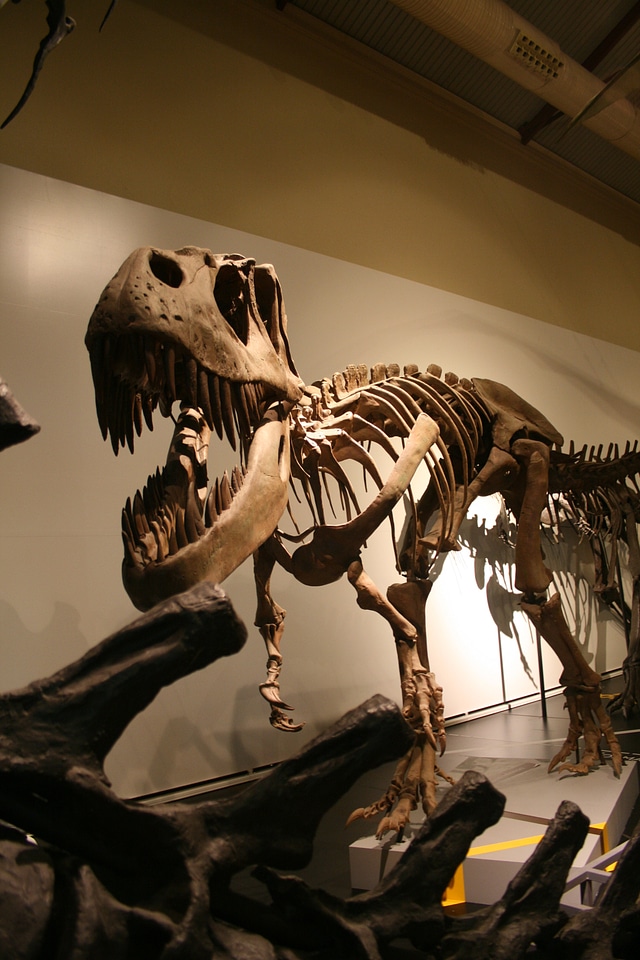 History animal dinosaur