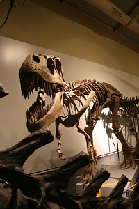History animal dinosaur photo