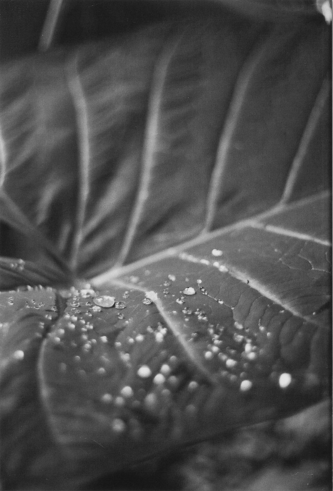 Dew drops photo