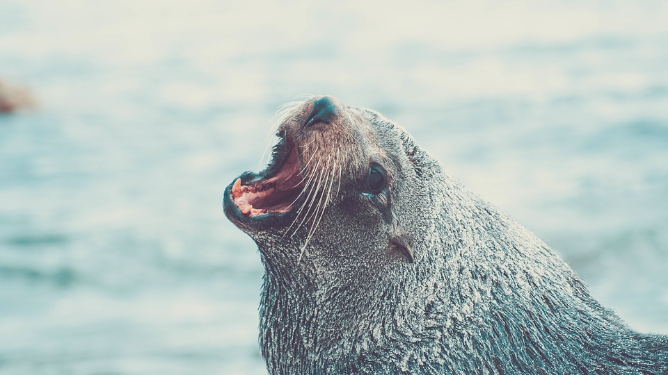 Seal photo