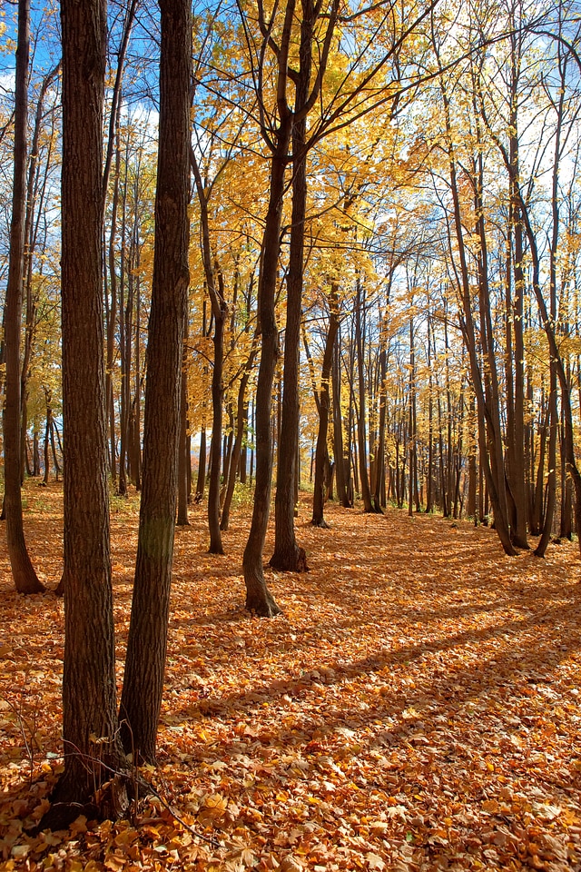 Autumn