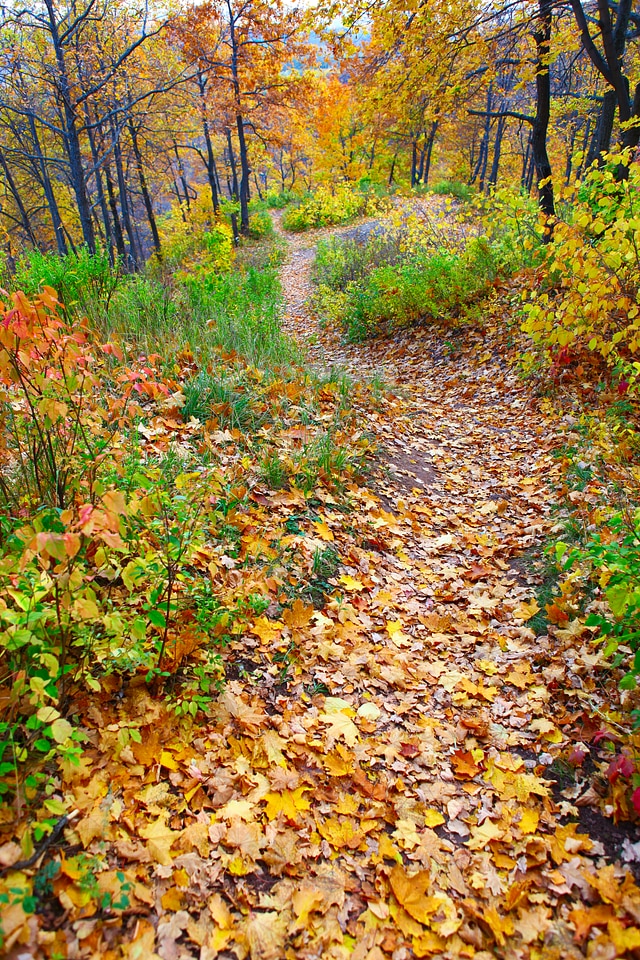 Autumn