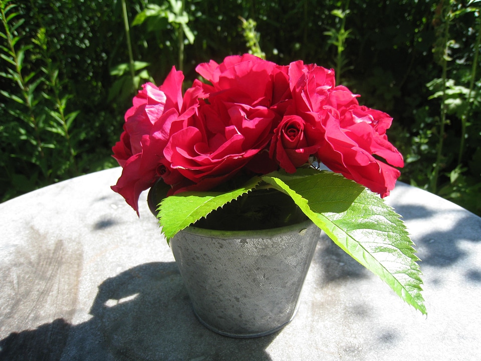 Garden red green