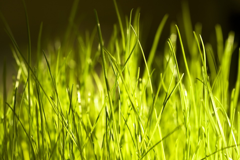 spring green grass