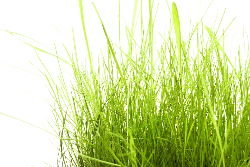 Spring green grass