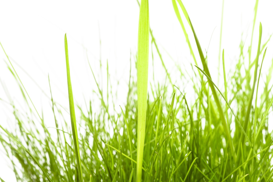 spring green grass