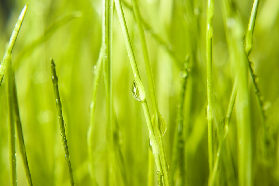Spring green grass with dew