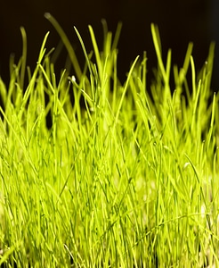 Spring green grass
