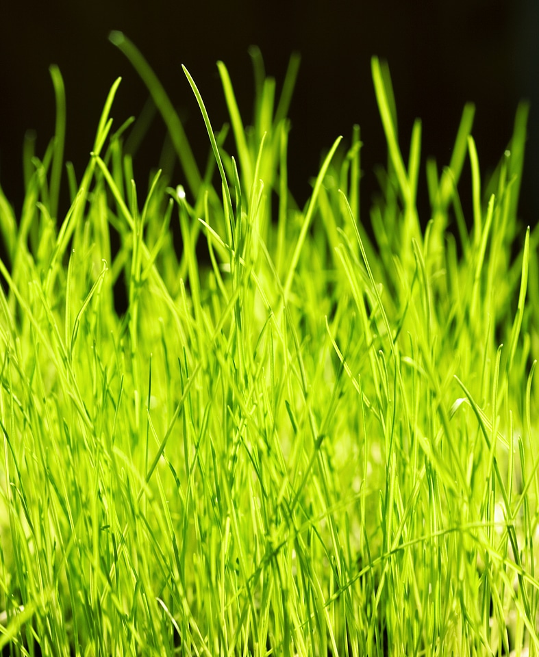Spring green grass