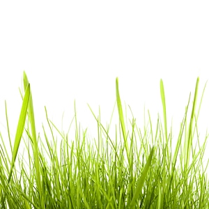 isolated green grass