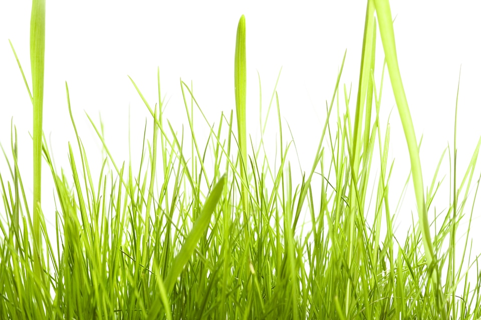 spring green grass