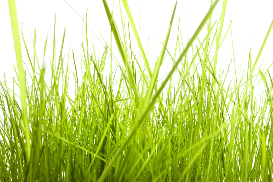 Tall isolated green grass