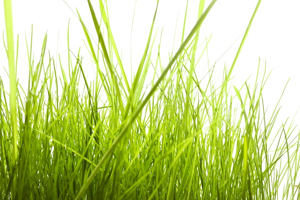 Isolated green grass