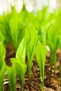 Green grass growing